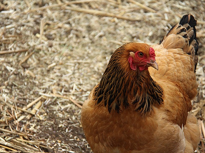 1Chickens4