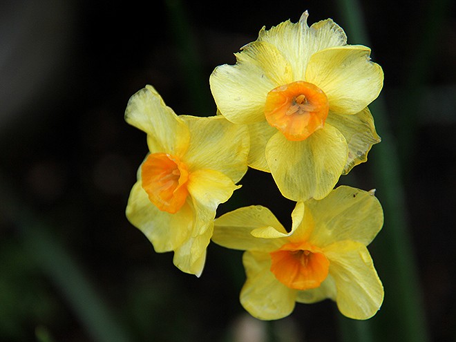 6Daffodils1 6Daffodils1