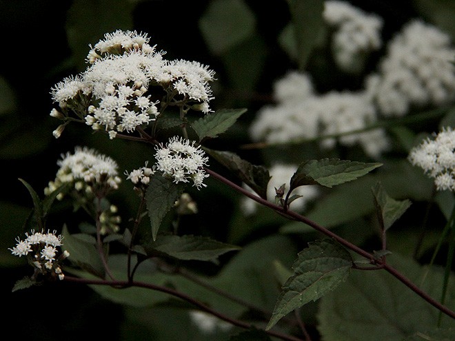 10Flowers1 10Flowers1