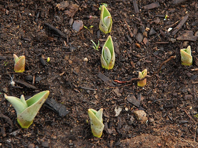 13Tulips1 13Tulips1