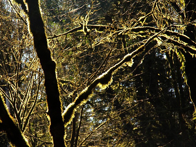 1Audubon4 1Audubon4