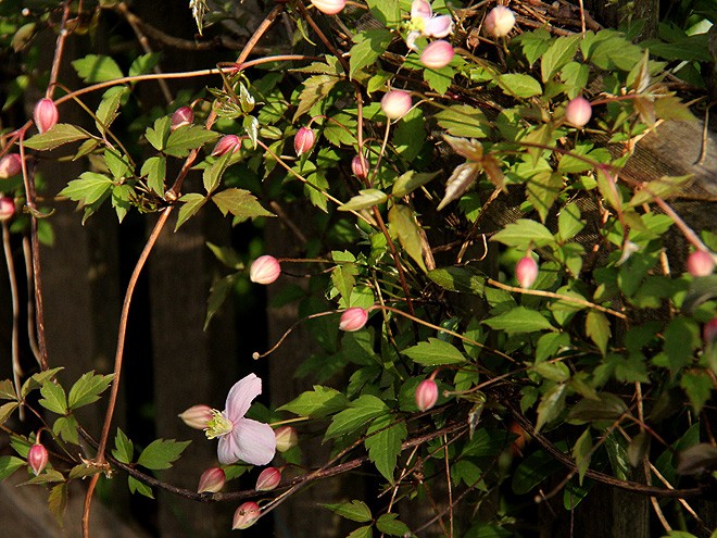 17Clematis1 17Clematis1