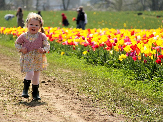 27Tulips1 27Tulips1