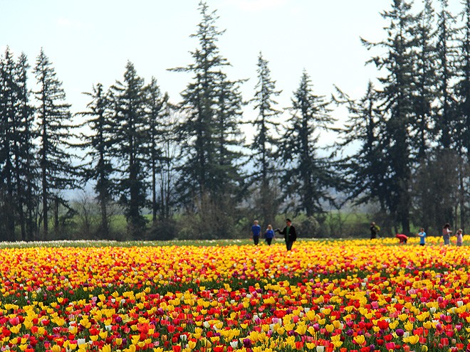 27Tulips5 27Tulips5