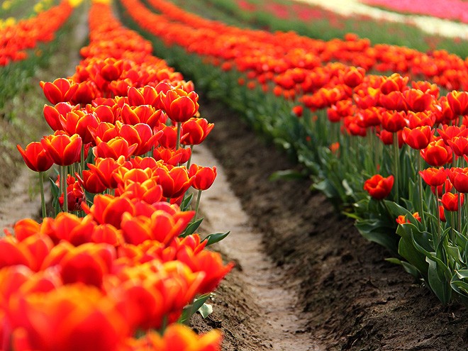 27Tulips16 27Tulips16