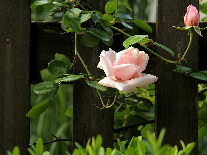 18Rose2 18Rose2