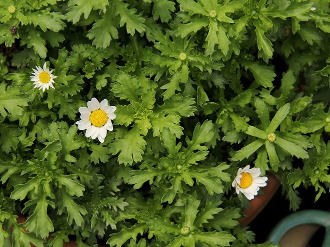 20Daisies1 20Daisies1