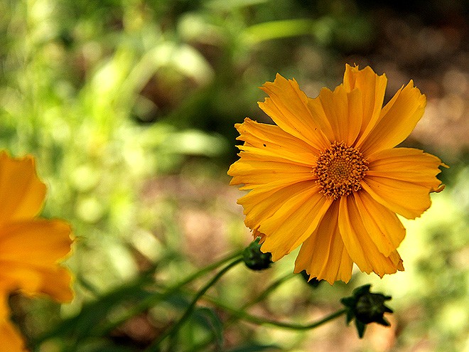 25Flower1