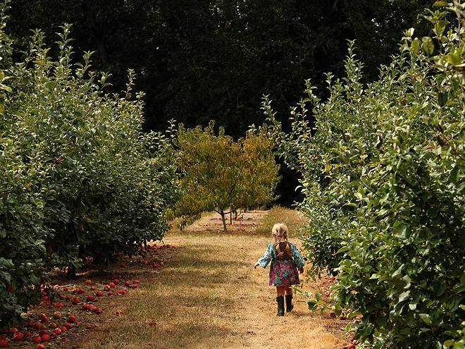 1Apples7 1Apples7