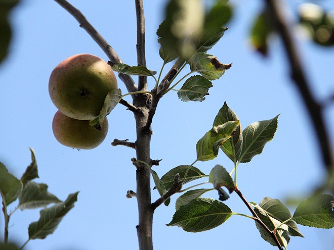 5Apples1 5Apples1