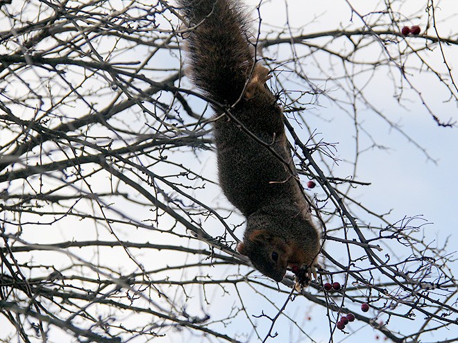 22Squirrel1 22Squirrel1
