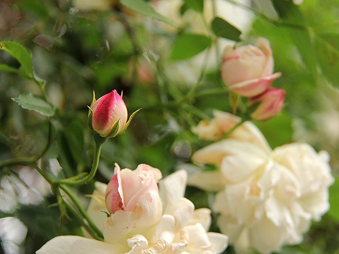 1Roses2 1Roses2