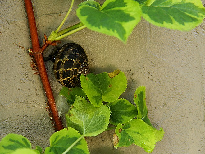 2Snail1 2Snail1
