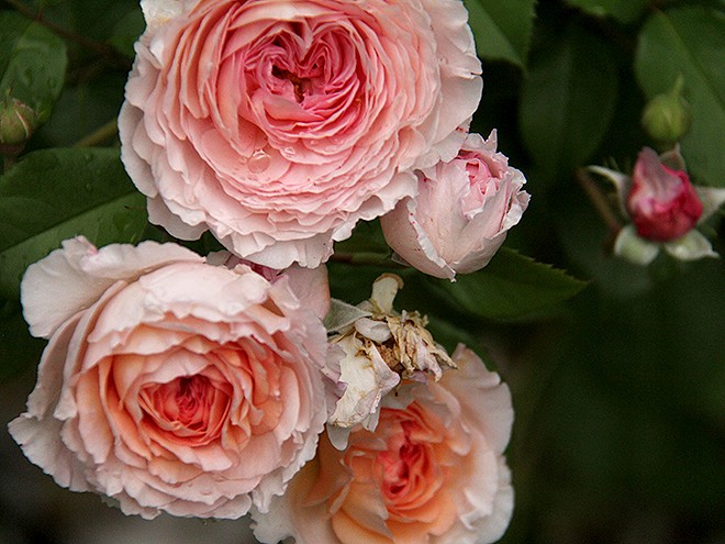 23Roses2 23Roses2