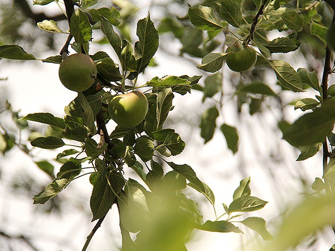 15Apples1 15Apples1