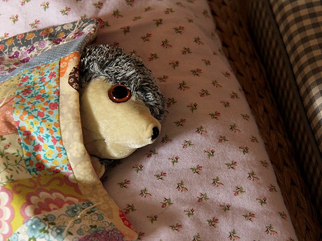 16Hedgy1 16Hedgy1