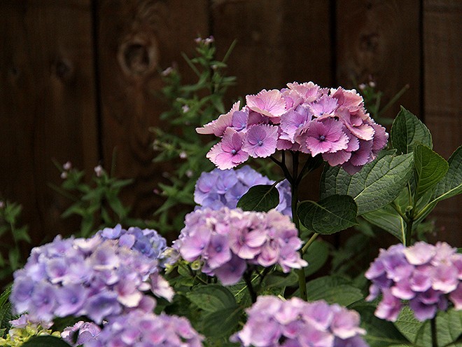 7Flower1 7Flower1