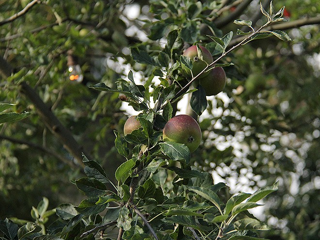13Apples1