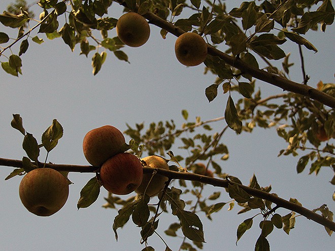 26Apples2 26Apples2