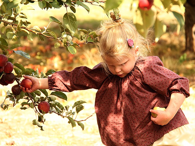 29Apples5 29Apples5