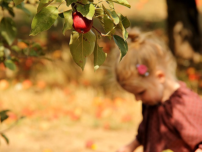 29Apples3 29Apples3