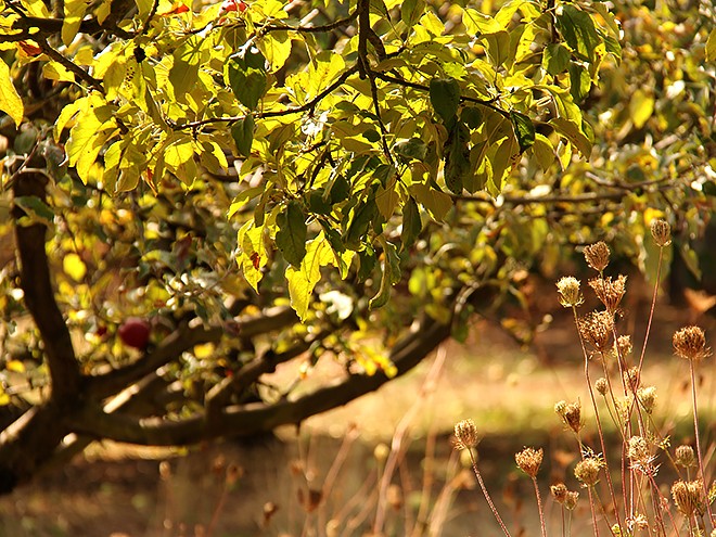29Apples8 29Apples8