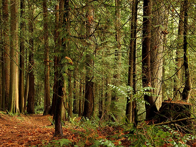 6Forest7 6Forest7
