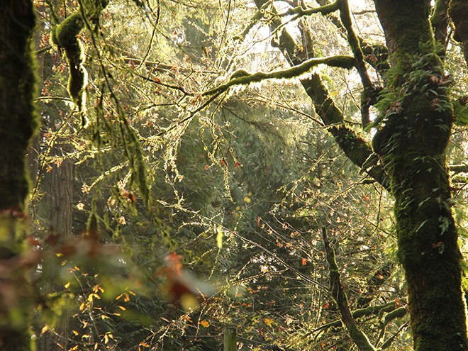 6Forest27 6Forest27