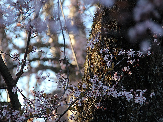 11Tree1 11Tree1