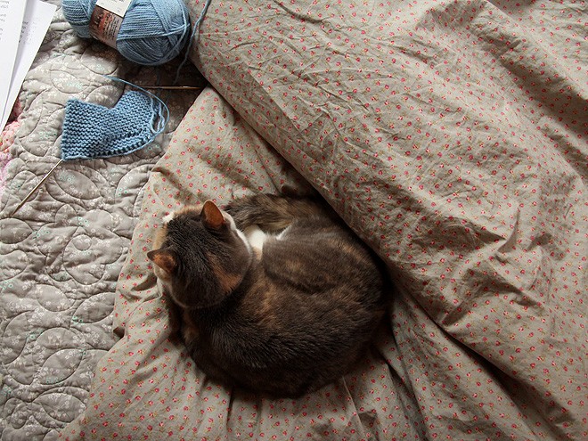 17KnittenKitten1 17KnittenKitten1