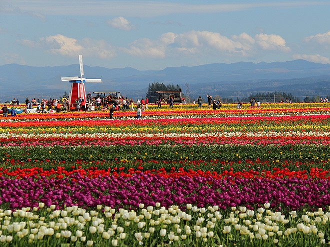 27Tulips17 27Tulips17