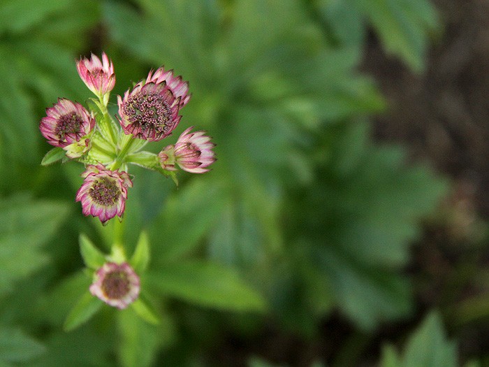 5Garden1 5Garden1