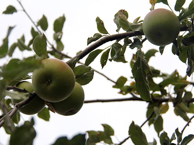 2Apples2 2Apples2