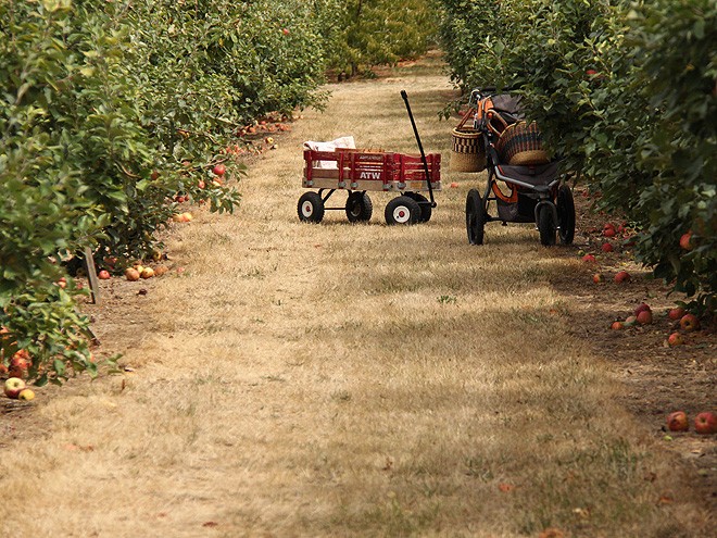 1Apples9 1Apples9