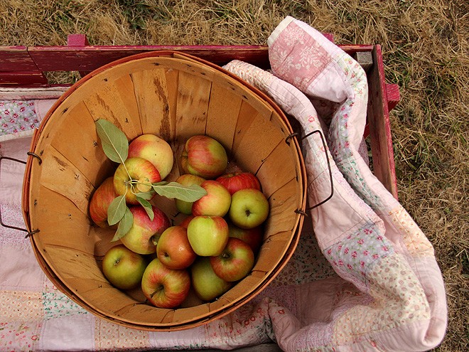 11Apples14 11Apples14