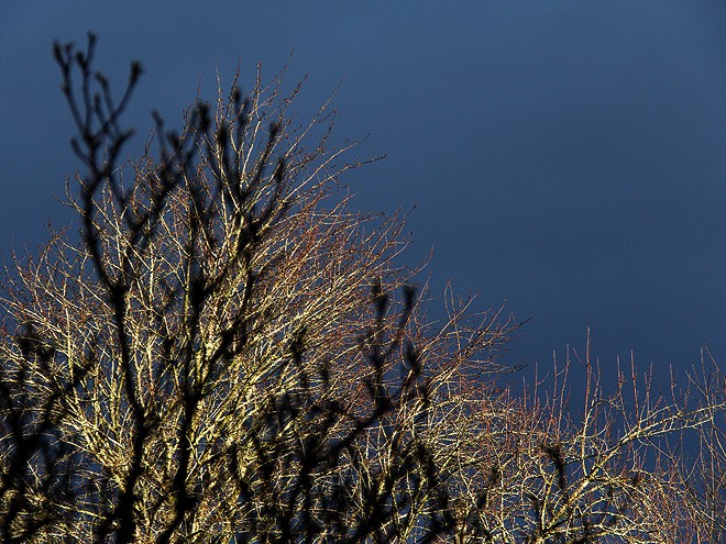 4Branches3 4Branches3