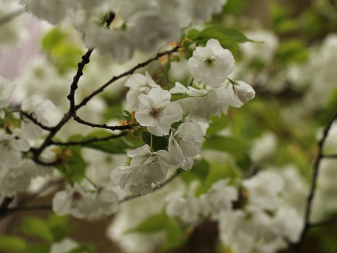 24Flowers1 24Flowers1