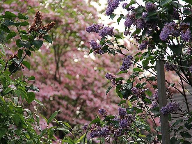 24Lilacs1 24Lilacs1