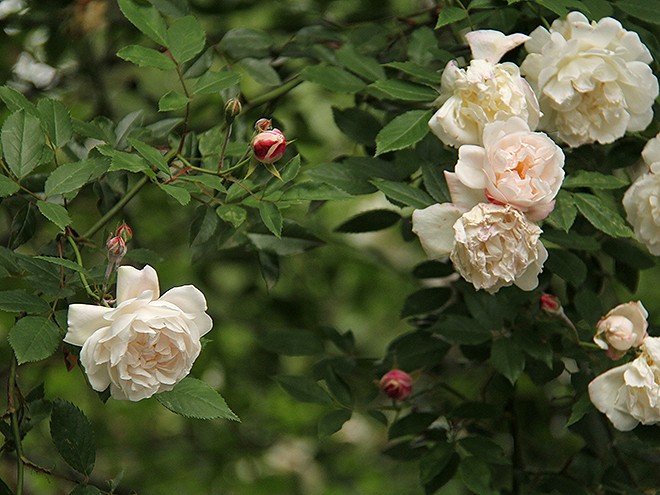 1Roses1 1Roses1