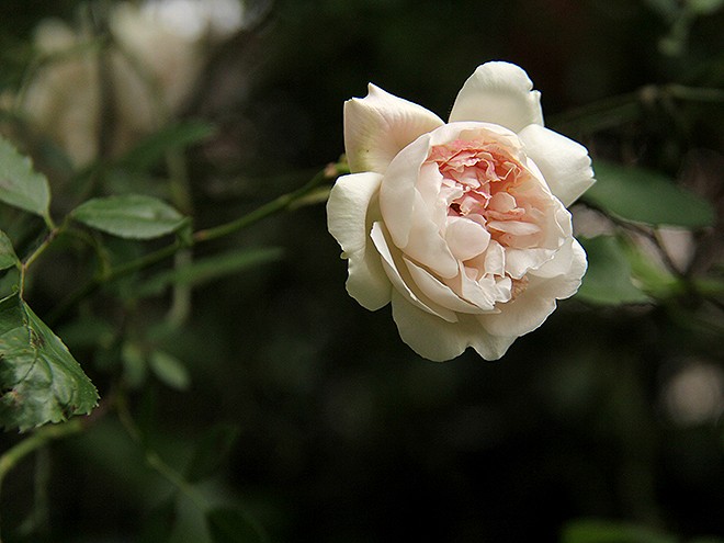 1Roses3 1Roses3