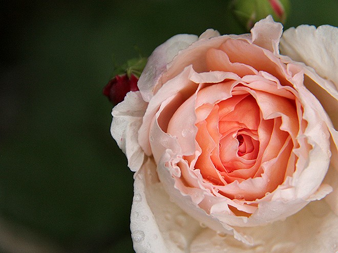 23Roses4 23Roses4