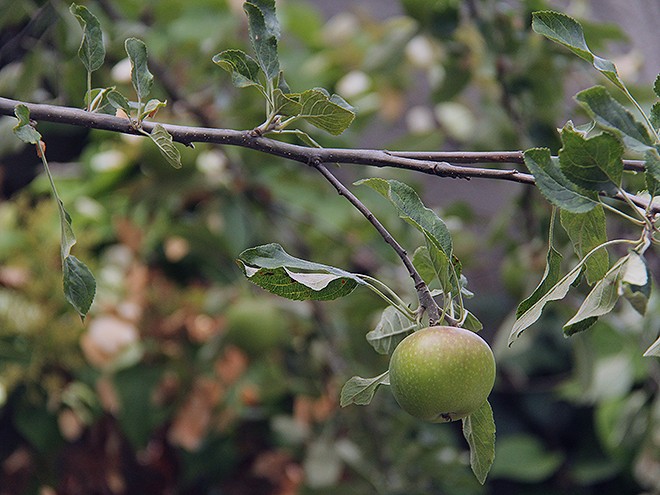 7Apple1 7Apple1