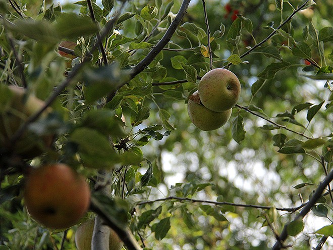 26Apples1 26Apples1