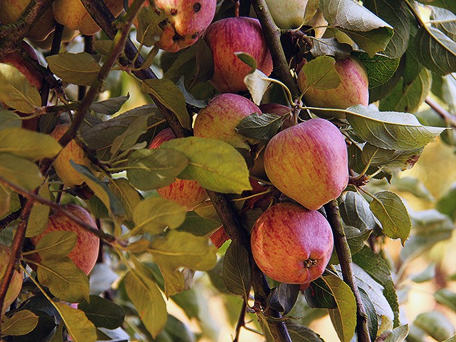 29Apples1 29Apples1
