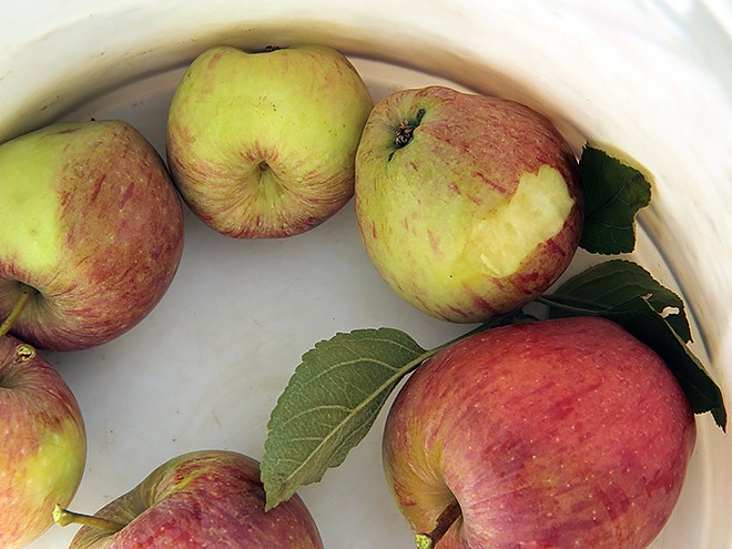 29Apples19 29Apples19