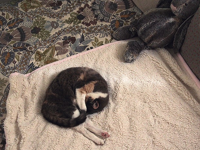 11Kitters1 11Kitters1