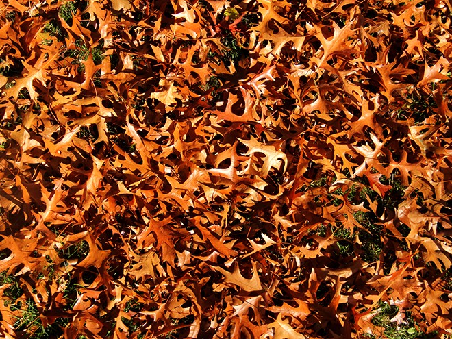 28Leaves1 28Leaves1