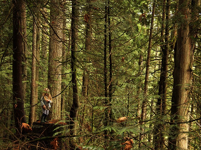 6Forest11 6Forest11