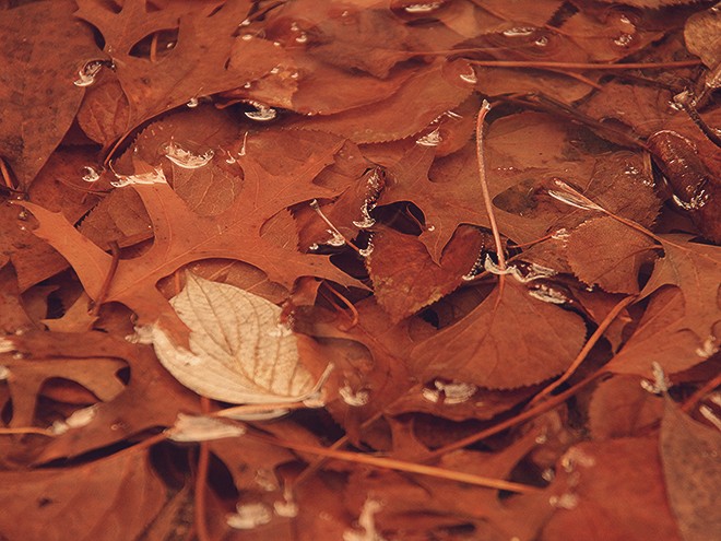 29Leaves1 29Leaves1