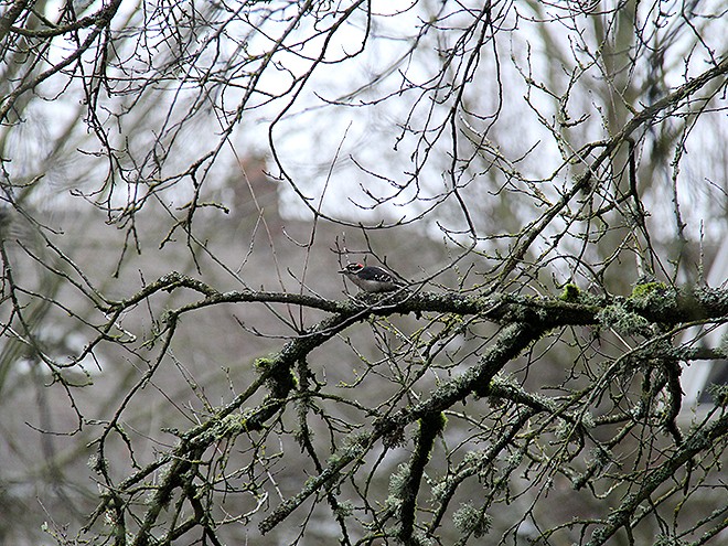 27Woodpecker1 27Woodpecker1